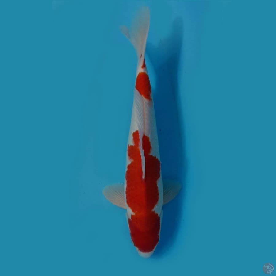 kohaku 32cm