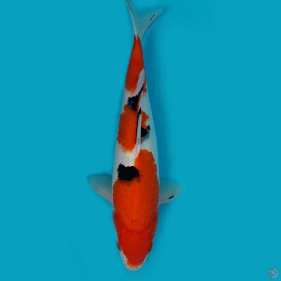 sanke 31cm