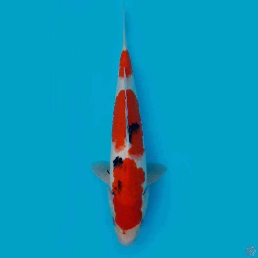 sanke 32 cm