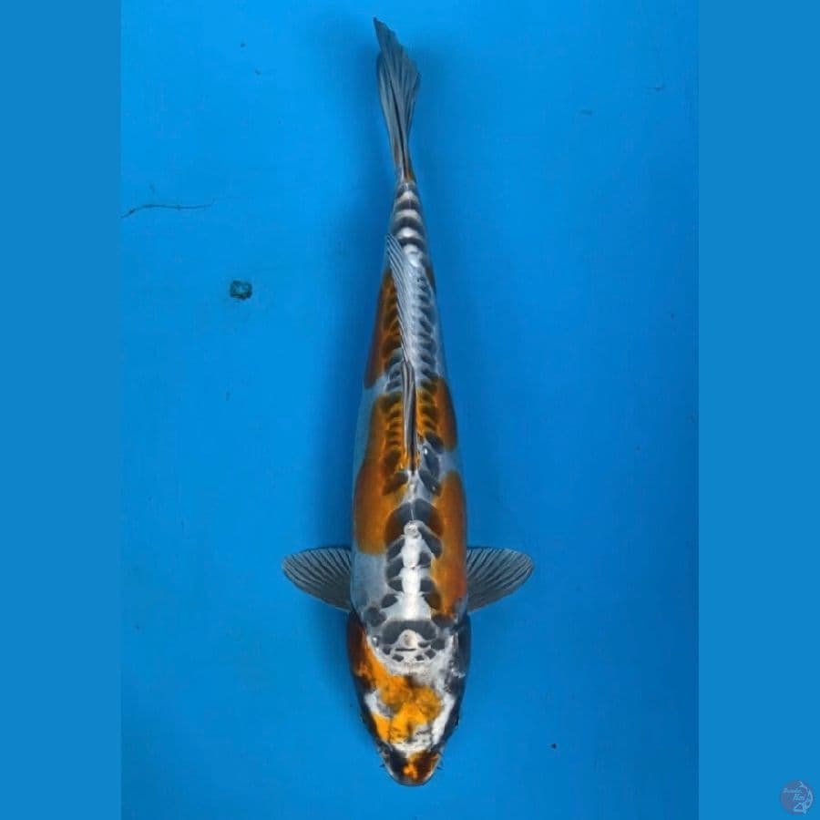 kawarimono 33cm