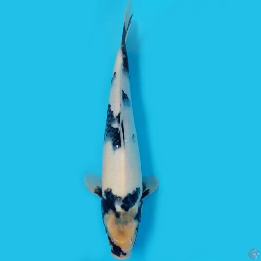 shiro utsuri 30cm