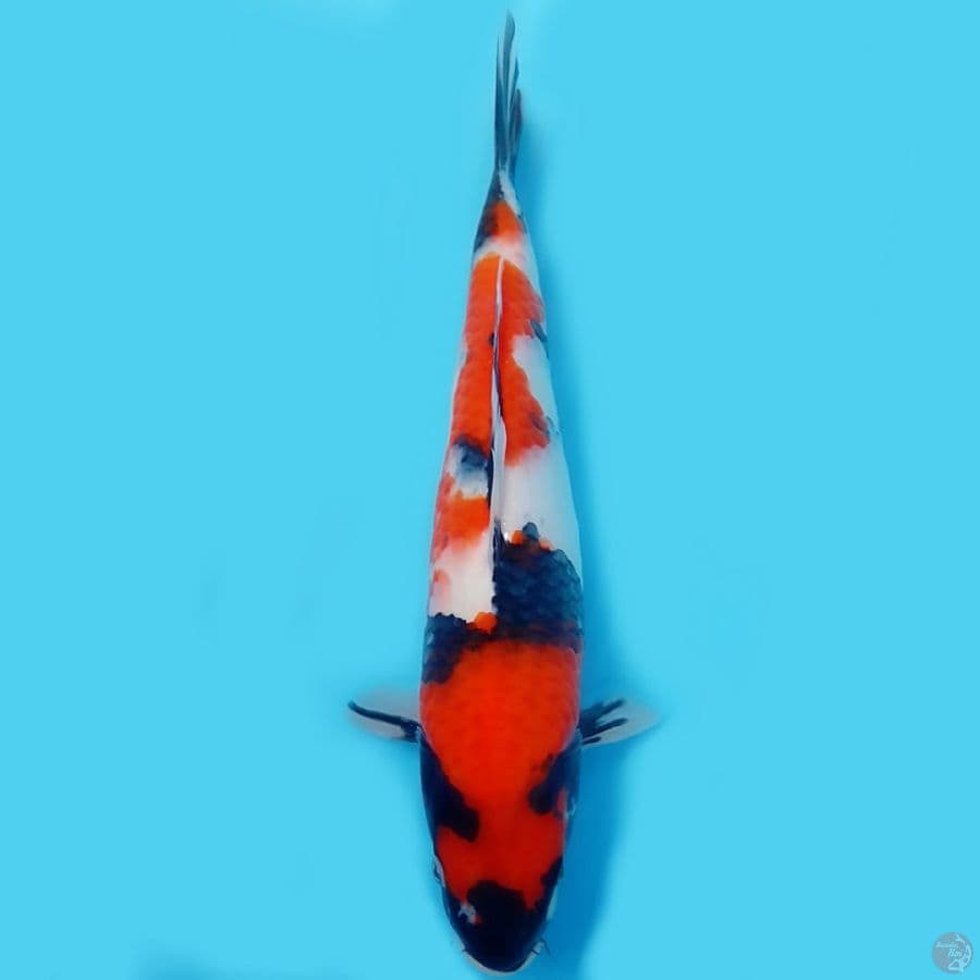 showa HQ 32 cm
