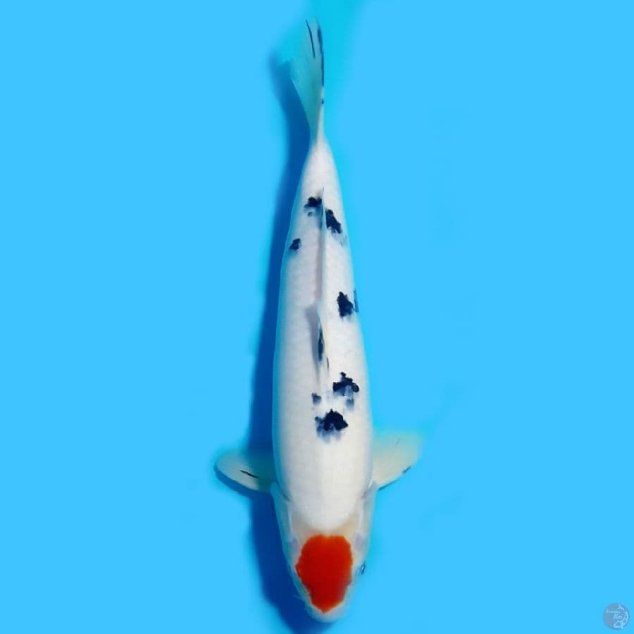 tanco sanke 31cm HQ