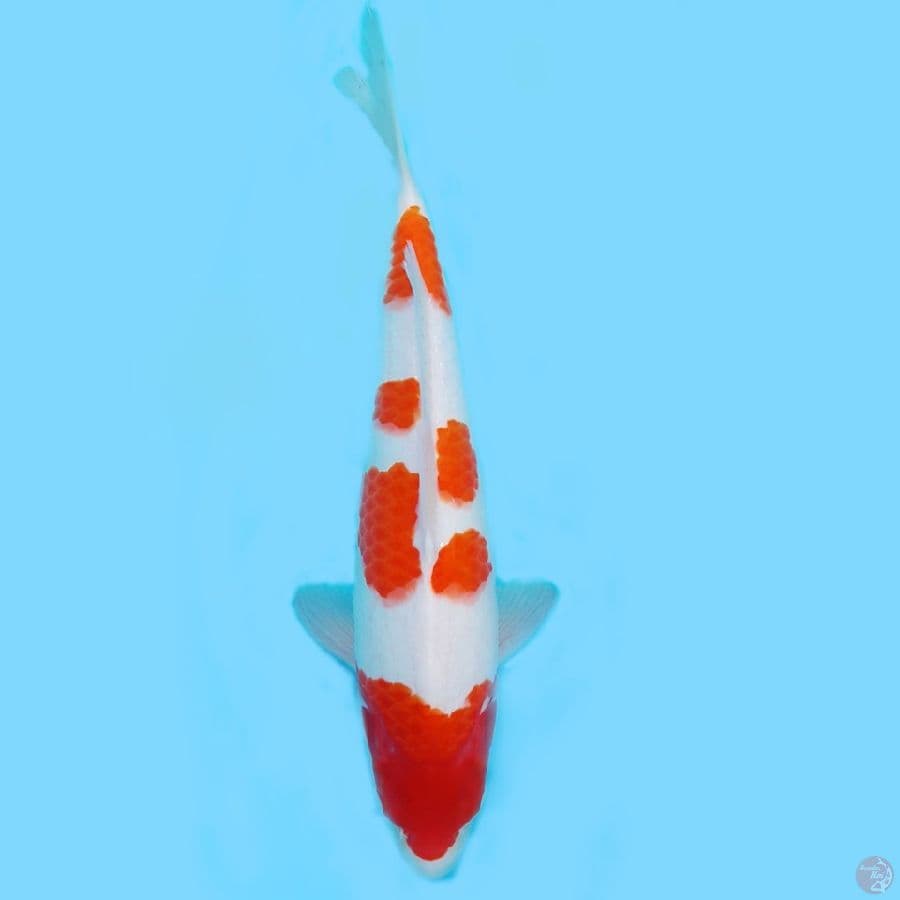 kohaku 40cm /M