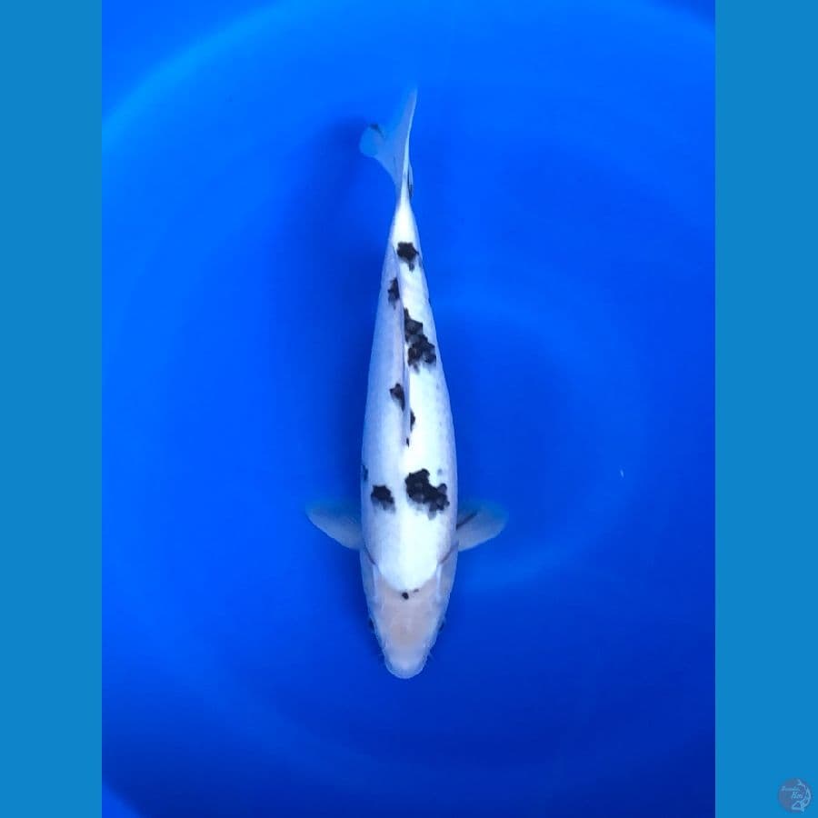 Bekko Spc Male 35cm