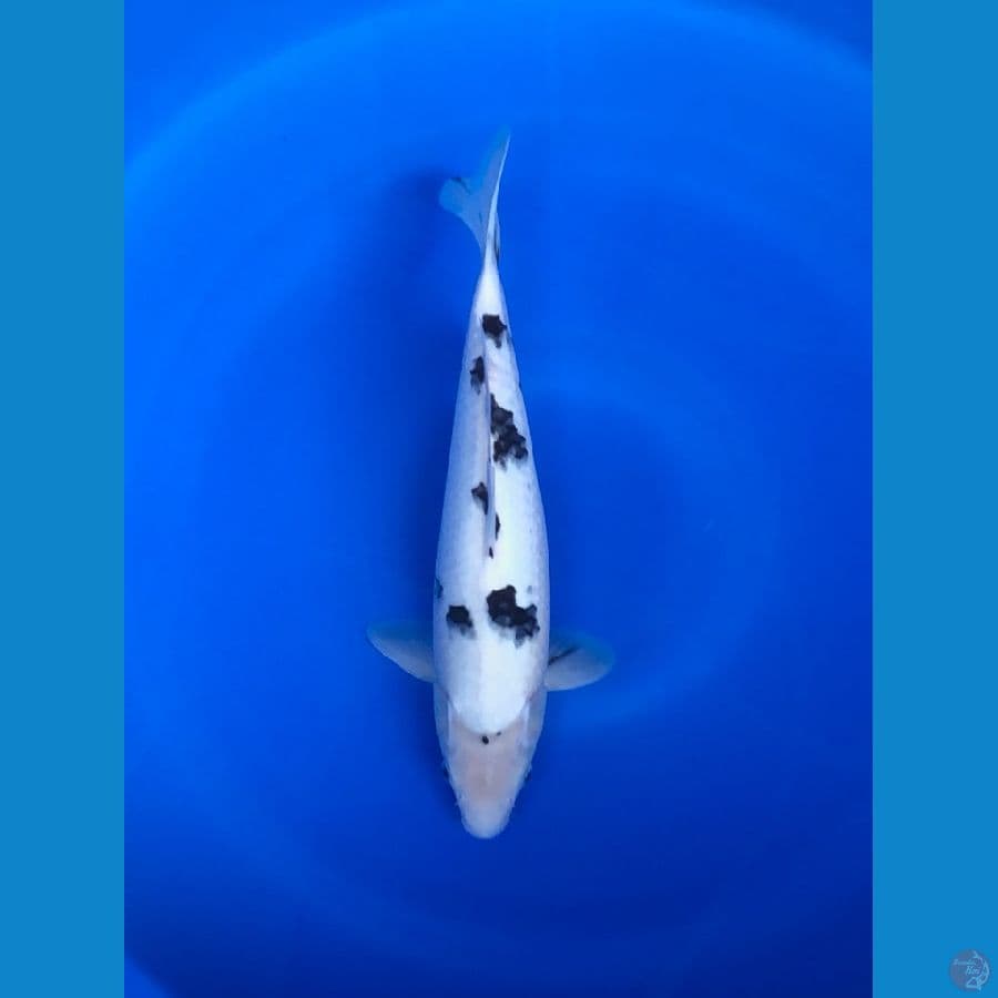 Bekko SPC 35cm Male