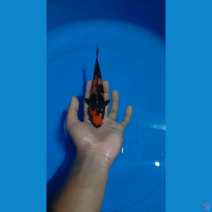 hi utsuri