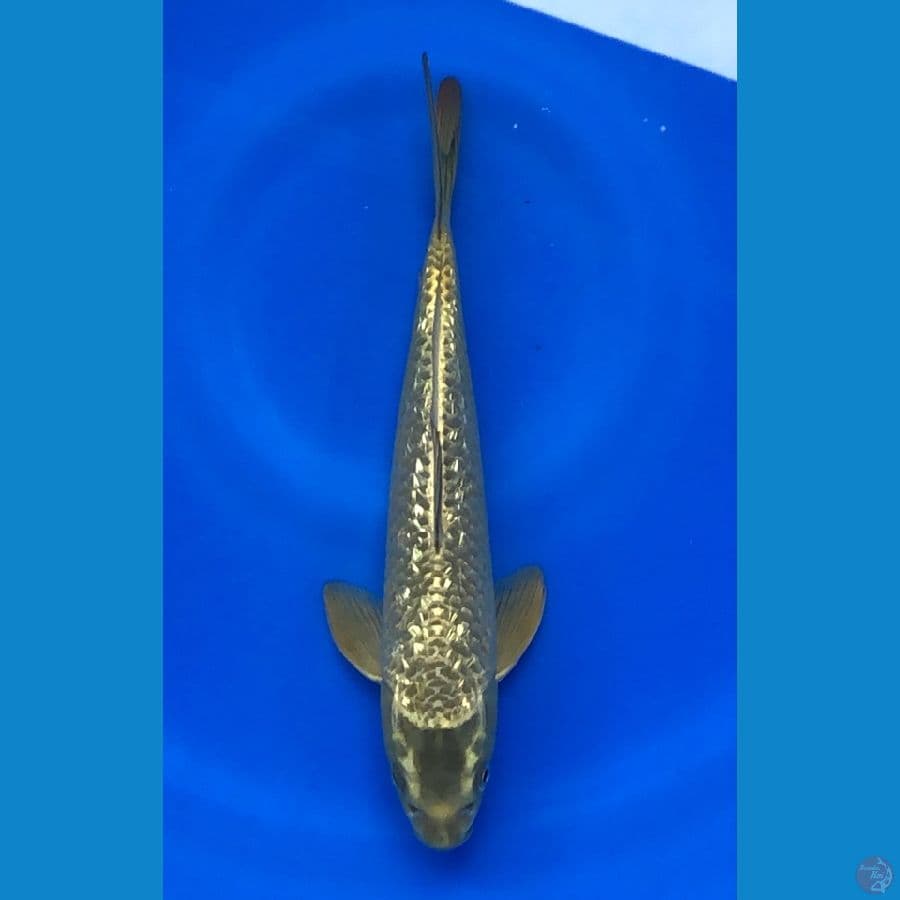 Mukasi Ginrin 27cm