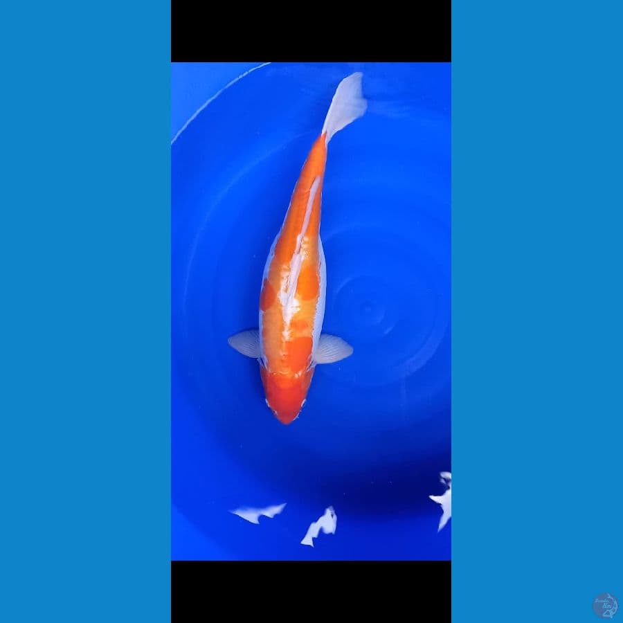 Kohaku Doitsu Siap Pijah