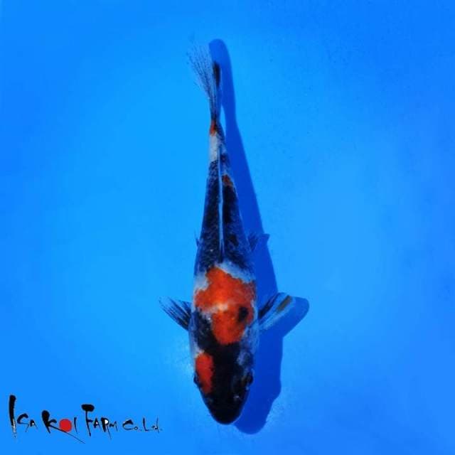 SHOWA IMPOR ISA FARM