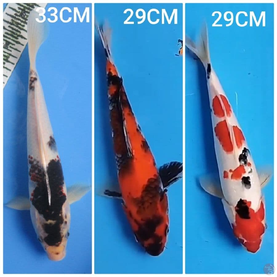 SHOWA, SANKE, GOROMO 29-33CM