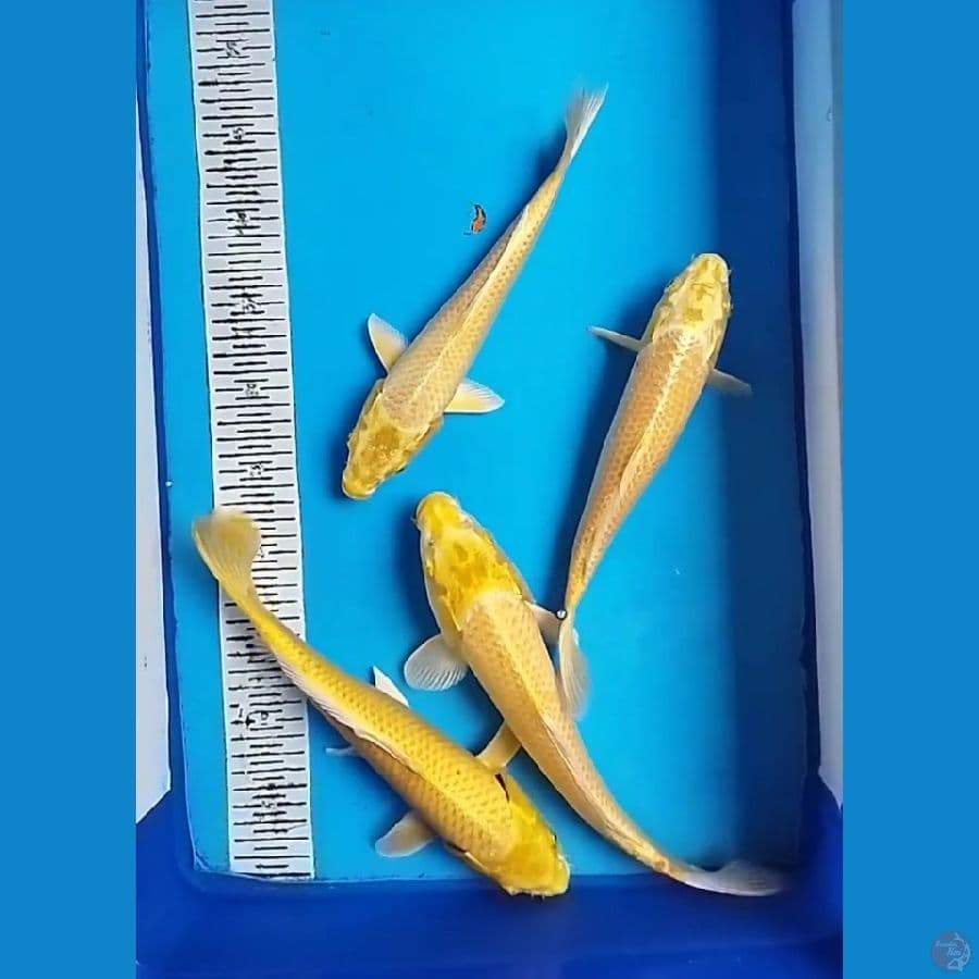 YAMABUKI 27-32CM