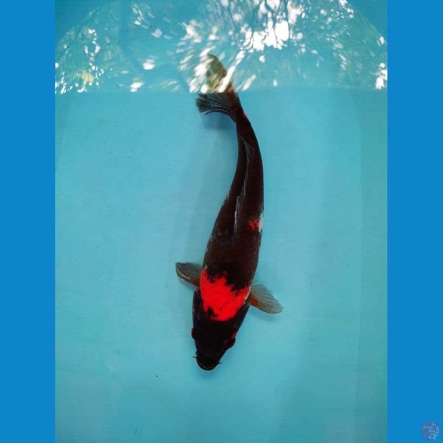 HI showa 35 cm up