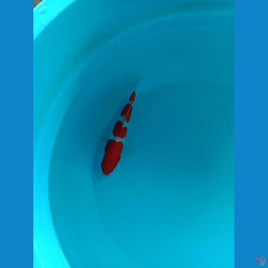 kohaku