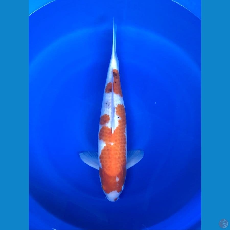 Sanke Jumbo 50cm