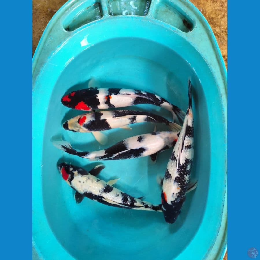 32-35 cm mix