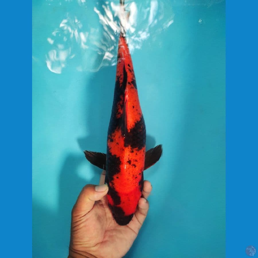 Oren 36 cm f