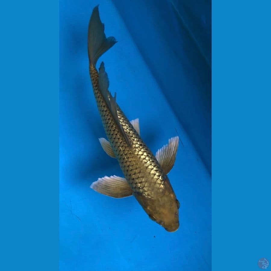 kumpay midori ginrin 33cm