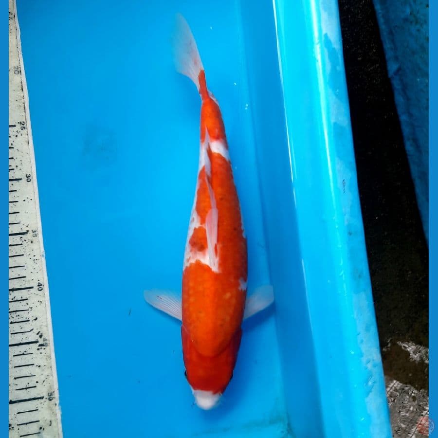 Koromo 35M