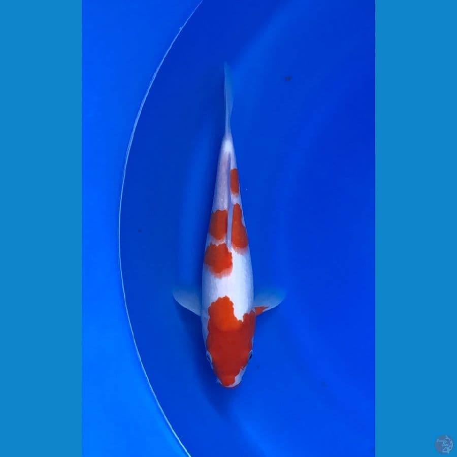 Kohaku 30cm