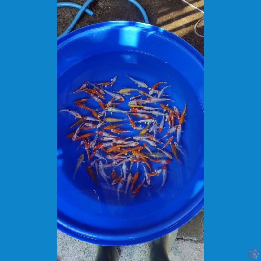 Hariwake Mix