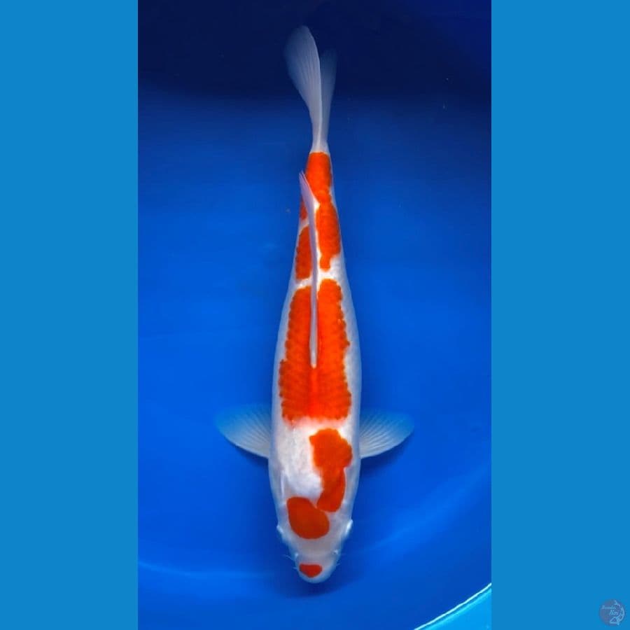 kohaku 39cm
