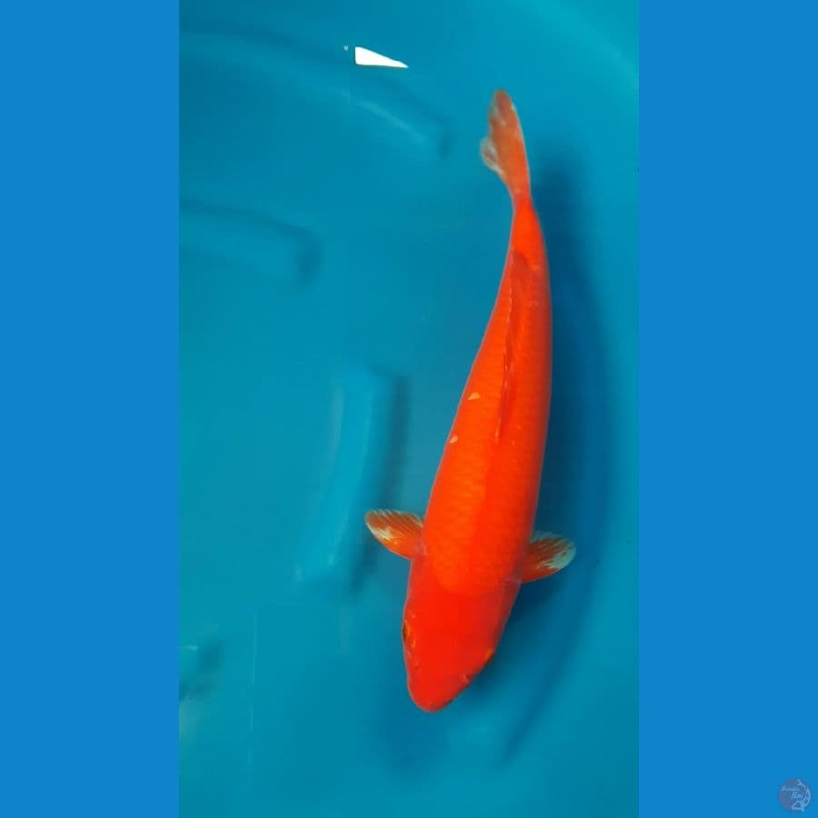 SHUKUFUKU 2 - Benigoi Red Strong 41cm/f⁶