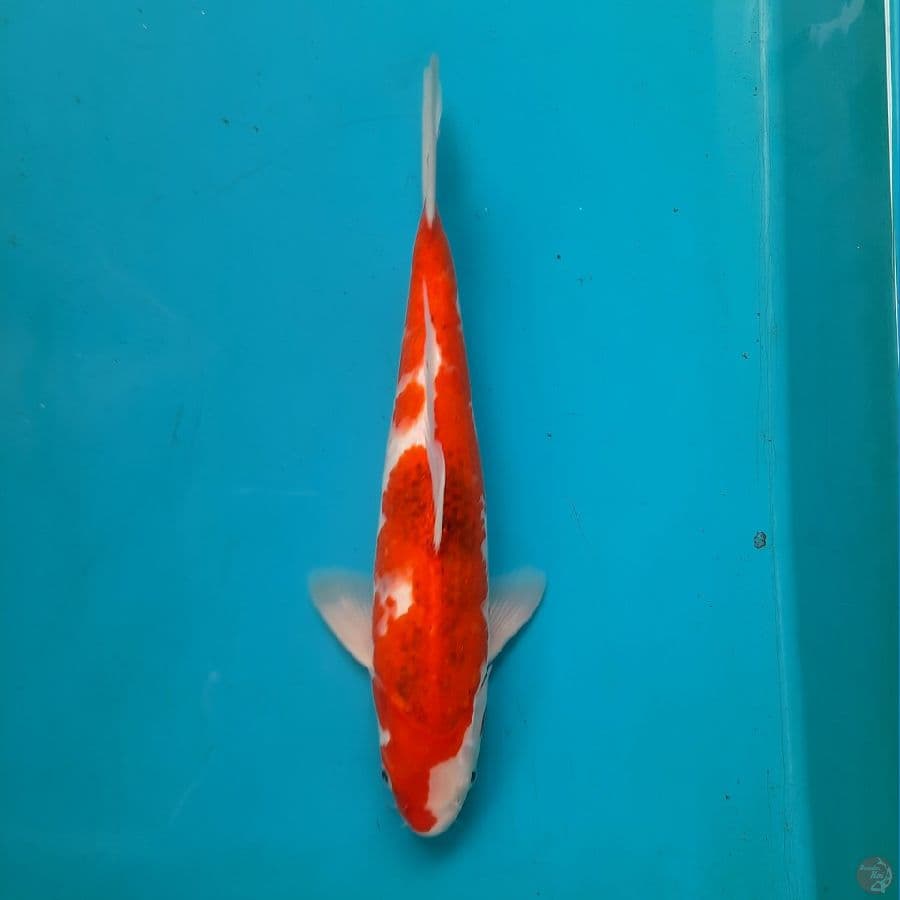 Ai koromo 31cm Male
