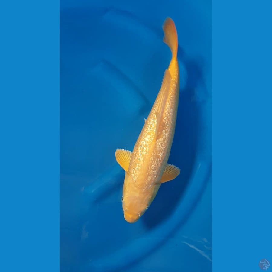 SHUKUFUKU 4 - Karashi Full Ginrin 41cm/f⁶