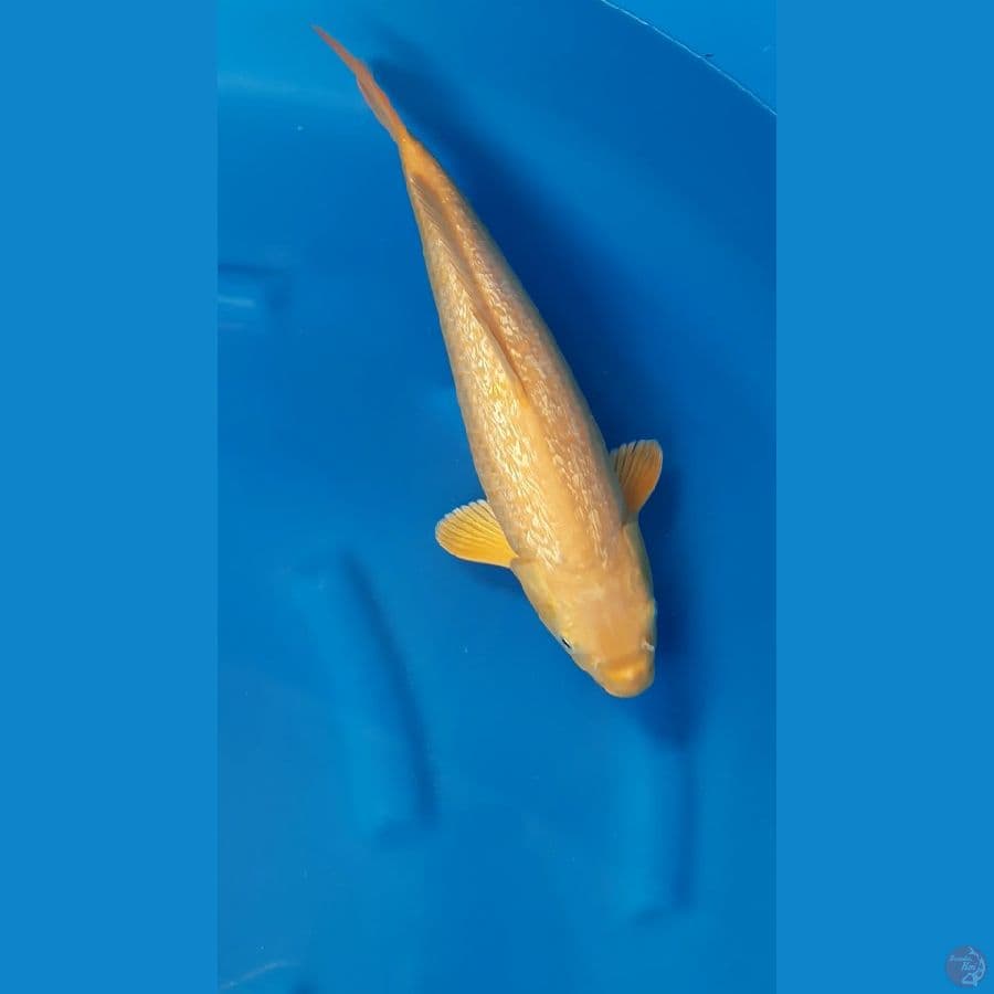 SHUKUFUKU 4 - Karashi Full Ginrin 41cm/f⁶