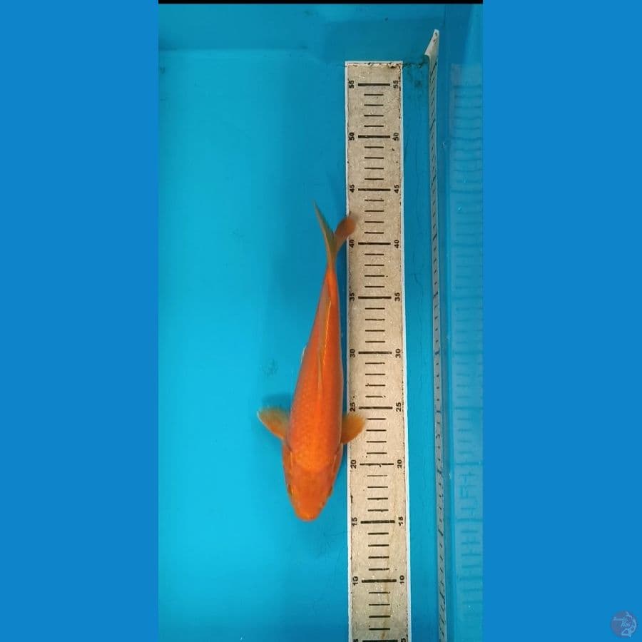 red karasi