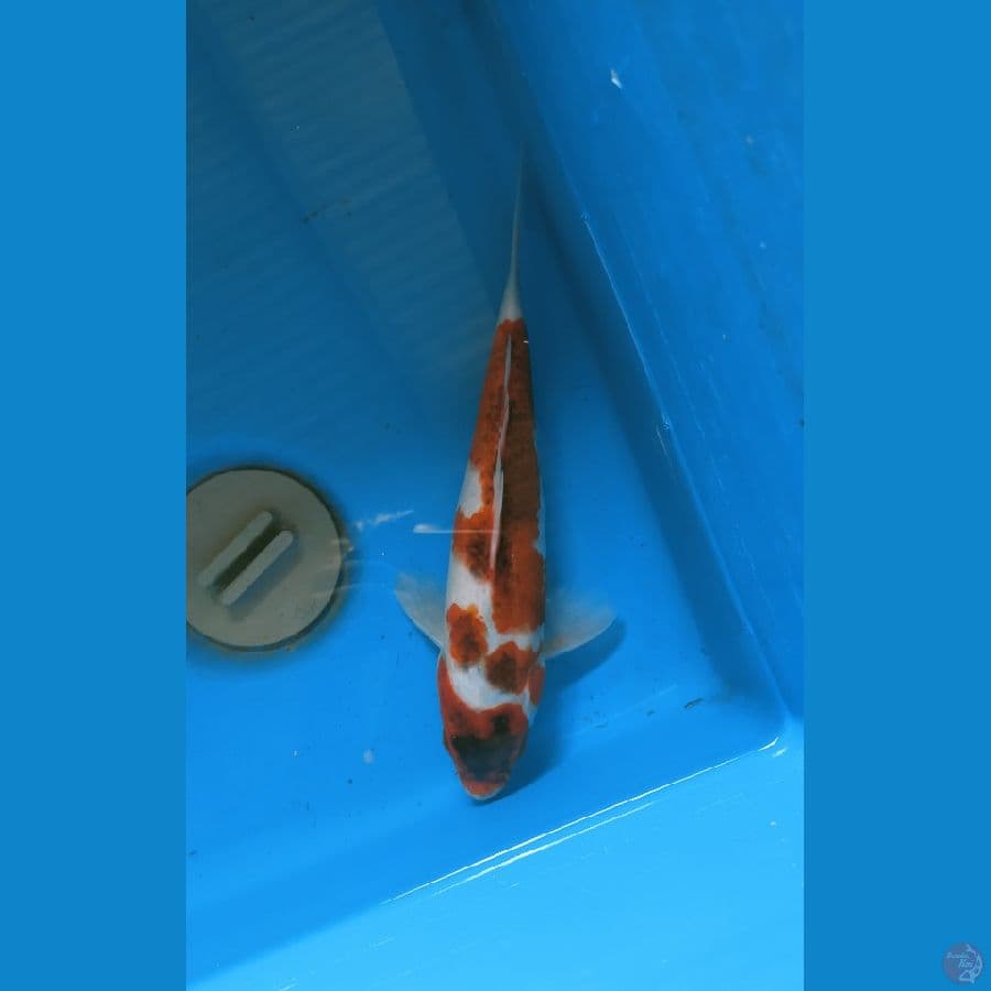 goromo