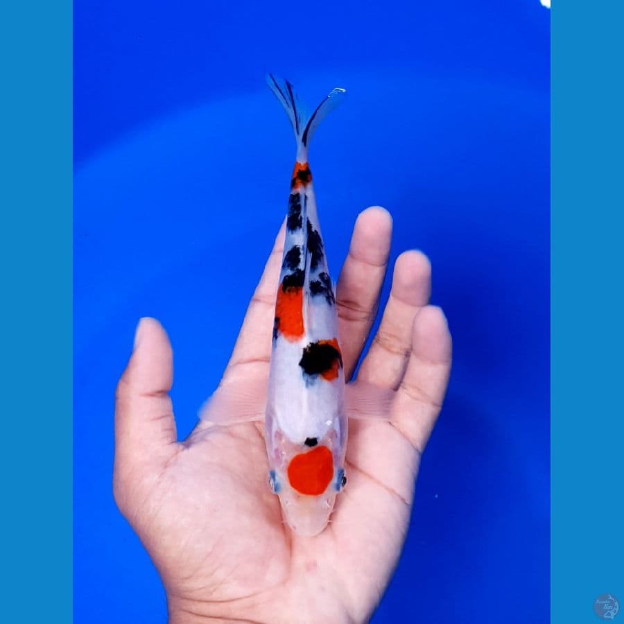 Maruten Sanke 18cm original