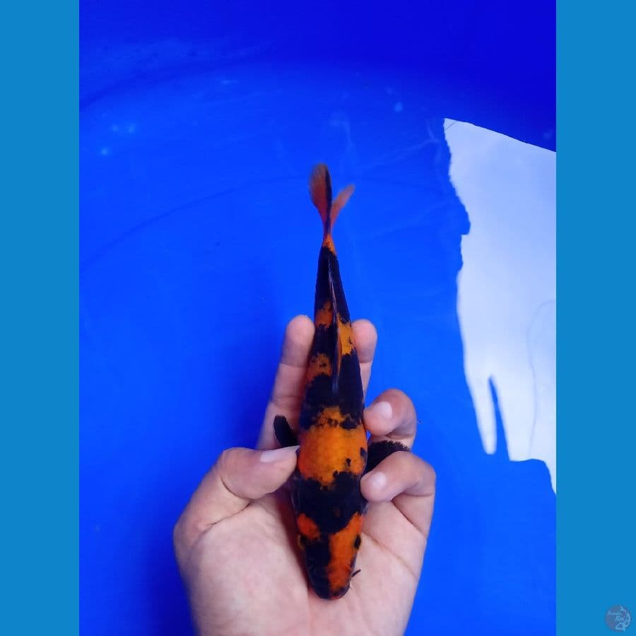 minion hiutsuri 18cm male