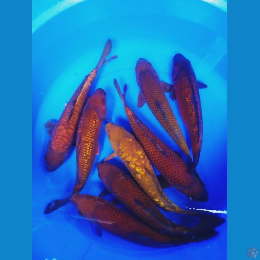 TEMBAGA mix 30-35cm 8 ekor