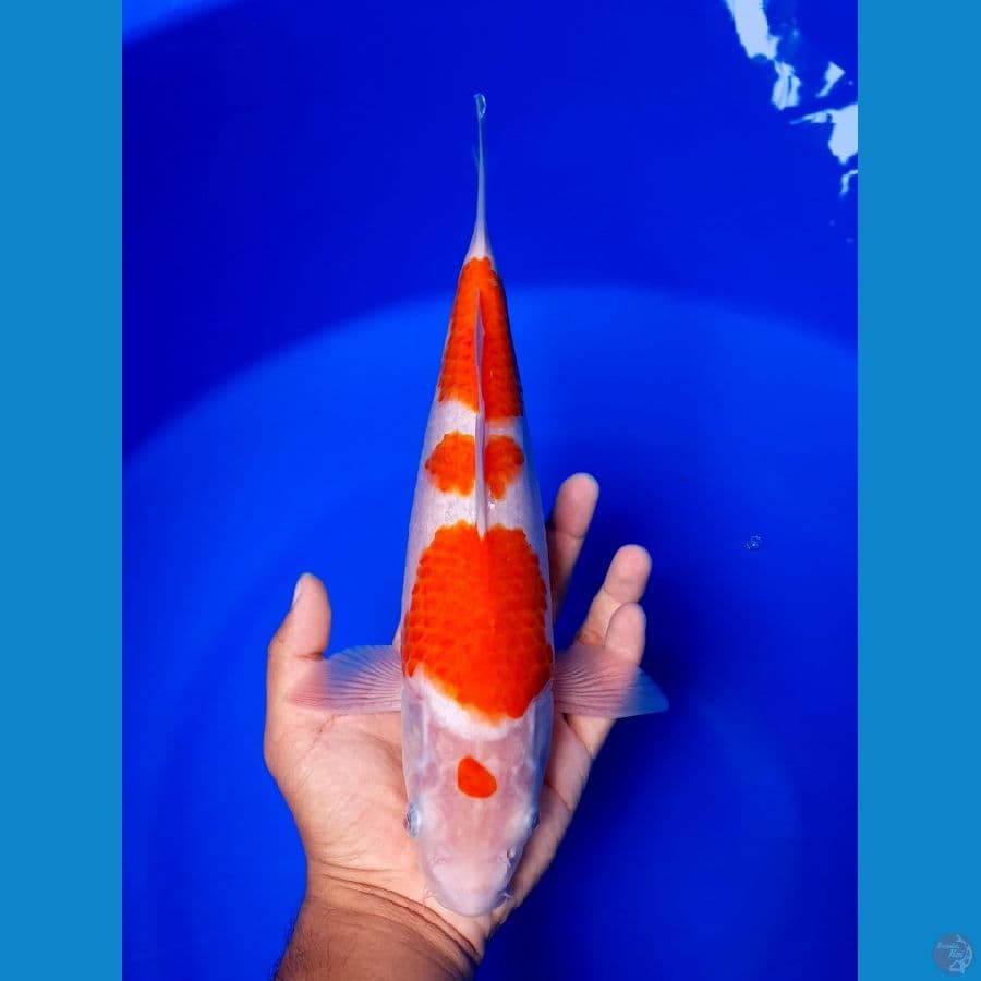Maruten Kohaku 30cm