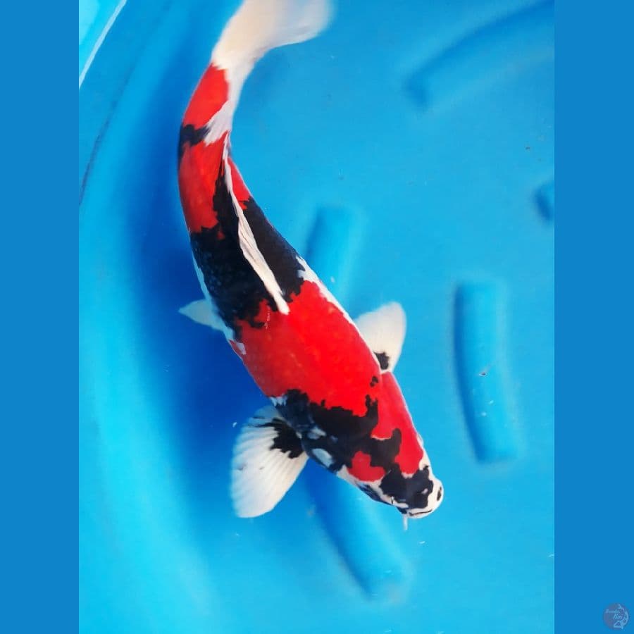 super red 45cm