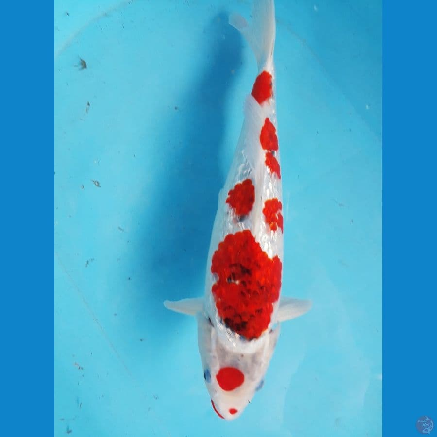 aigoromo ginrin 38cm