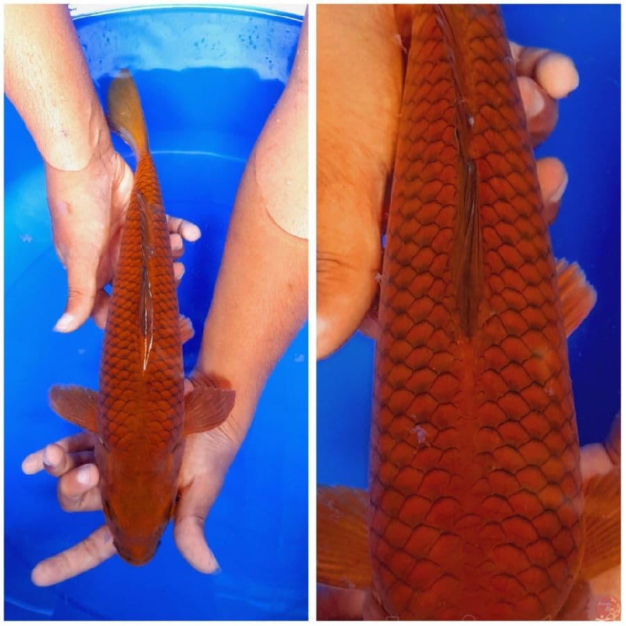 CHAGOI TEMBAGA 33CM MALE