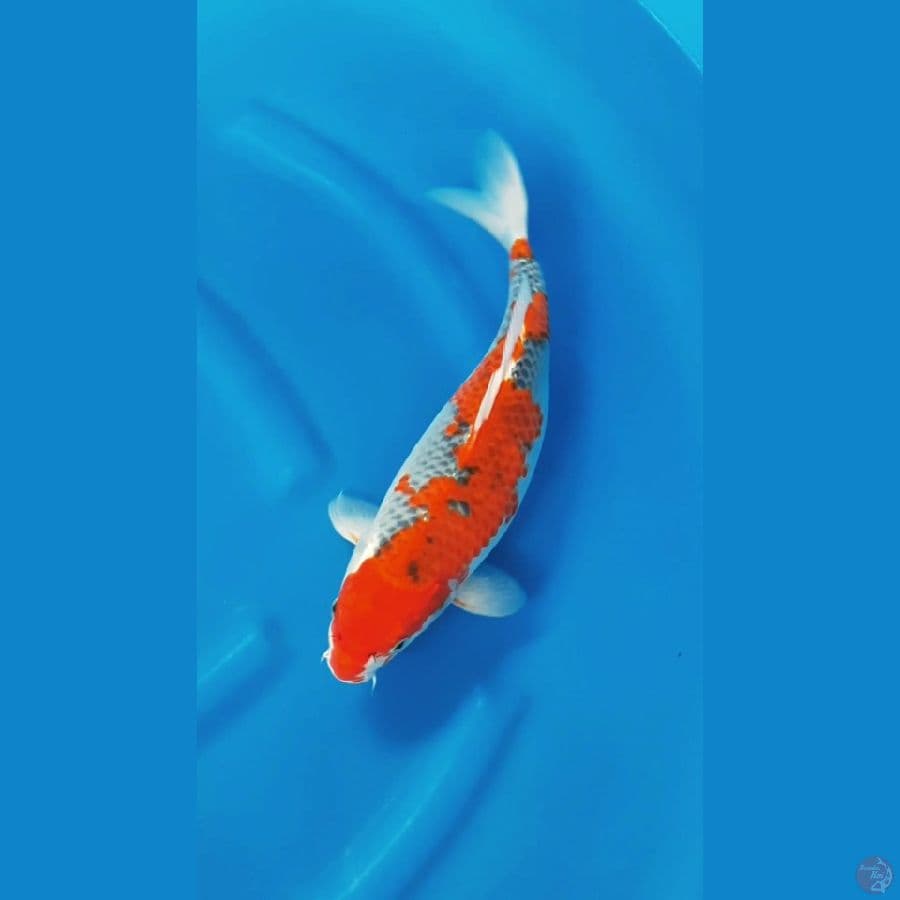 Ori Ghosiki Inazuma 35cm/f⁶