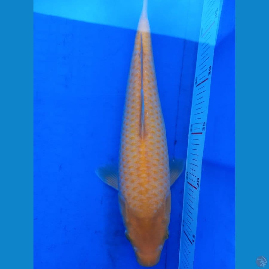 KARASI GOLDEN CORN SQ