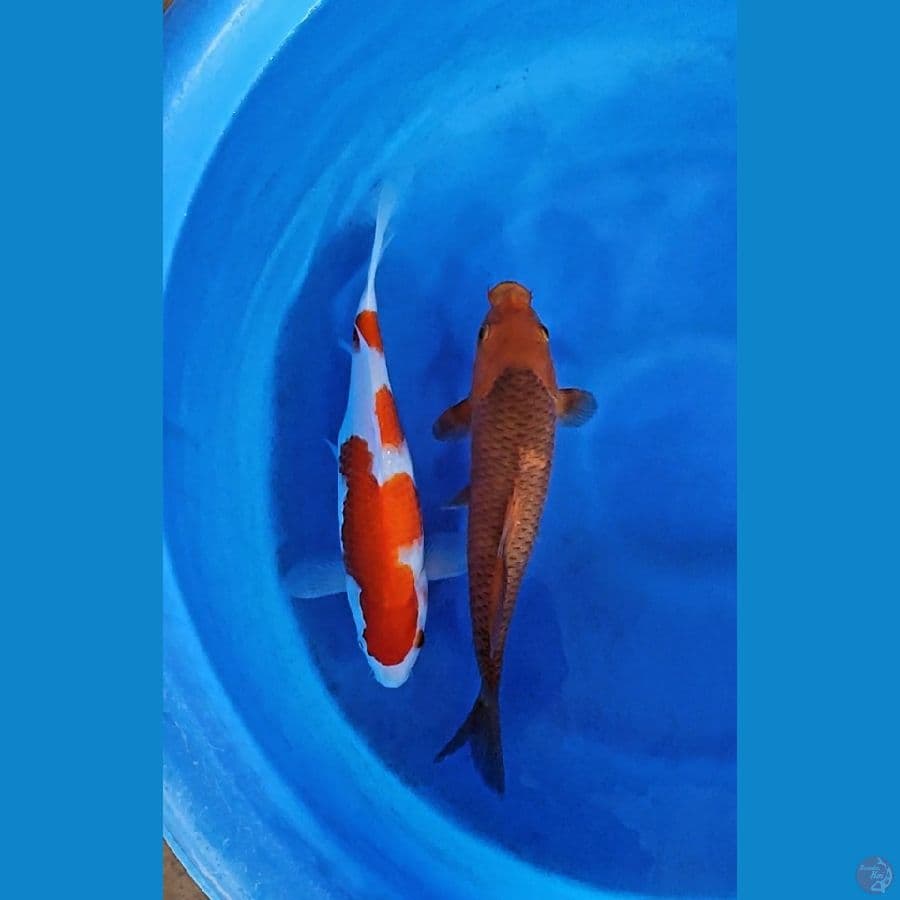 kuhaku vs caramel