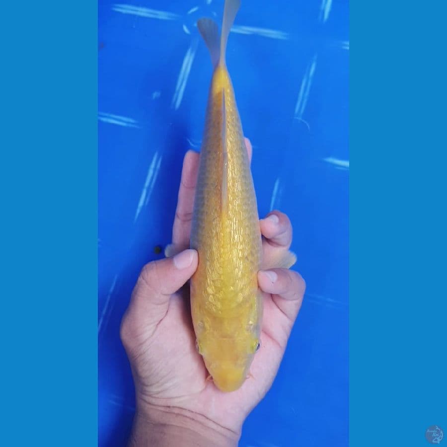 karasi Ginrin 23cm breed bima raditya