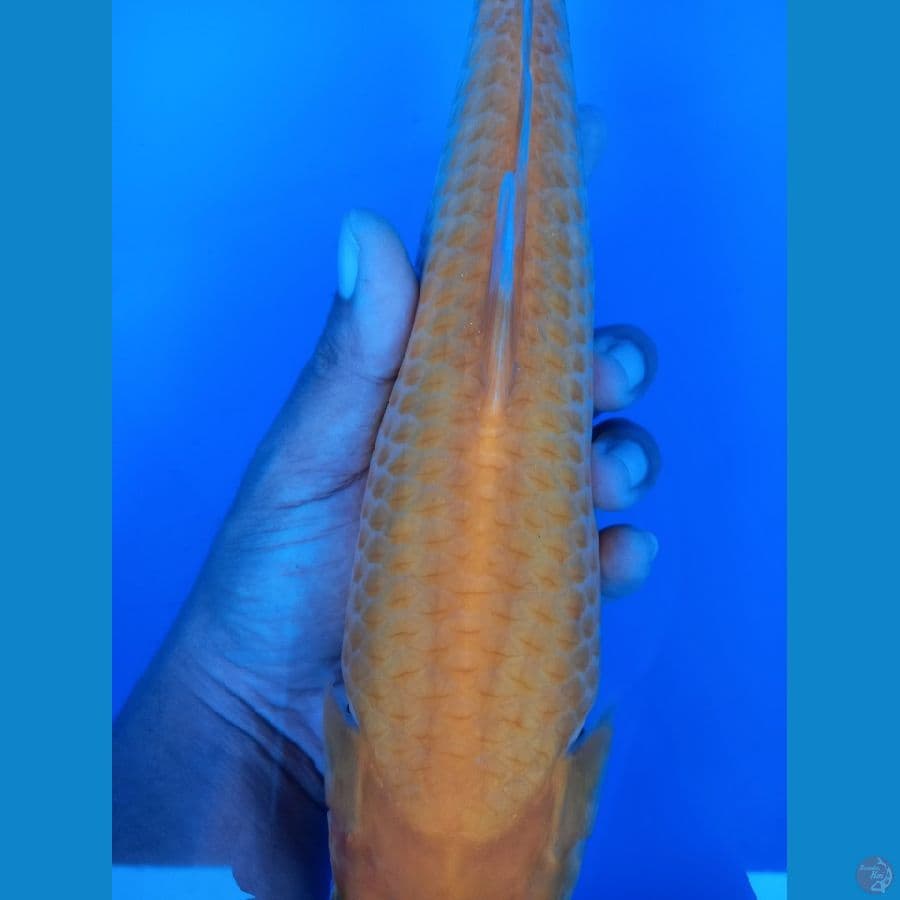 KARASI GOLDEN CORN