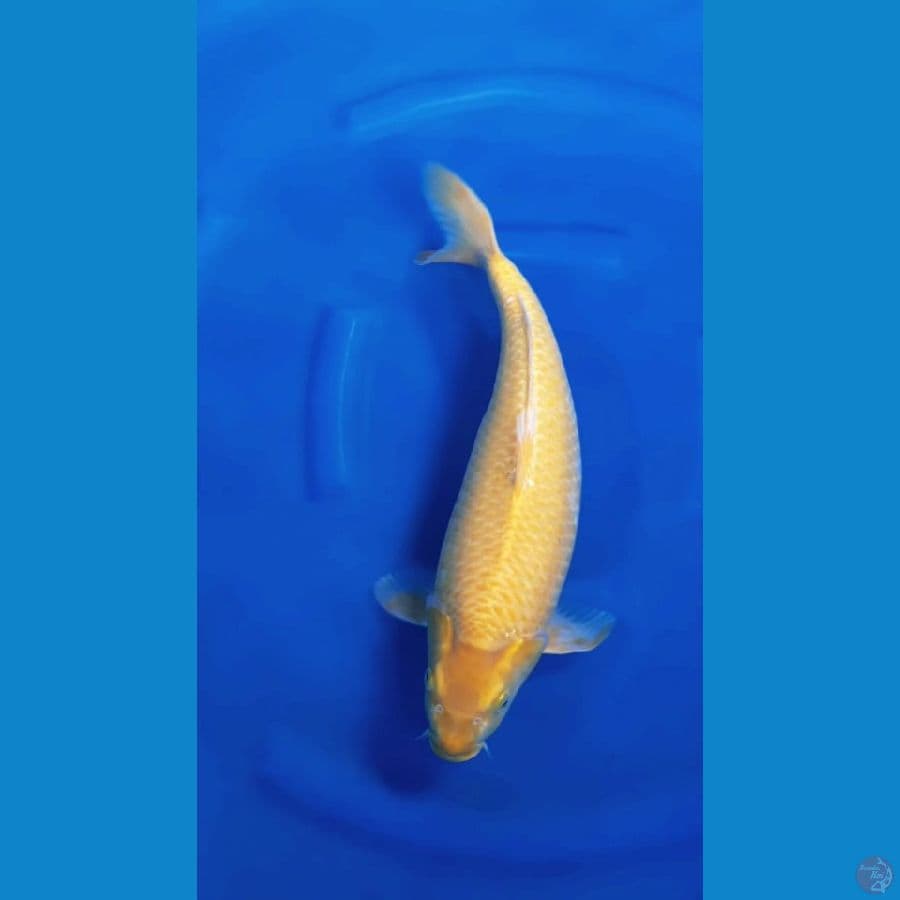 YAMABUKI OGON JUMBO - 43cm/f⁶