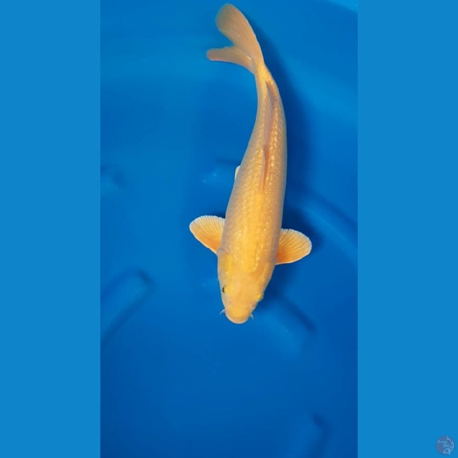 KARASI GINRIN - 41cm/m6