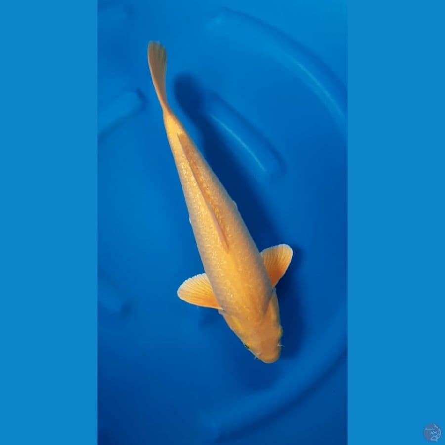 KARASI GINRIN - 41cm/m6
