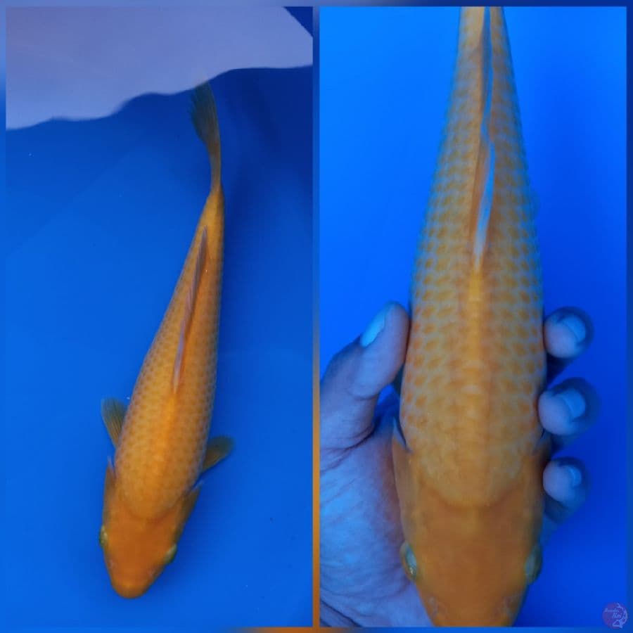 Karasi Golden Corn SQ