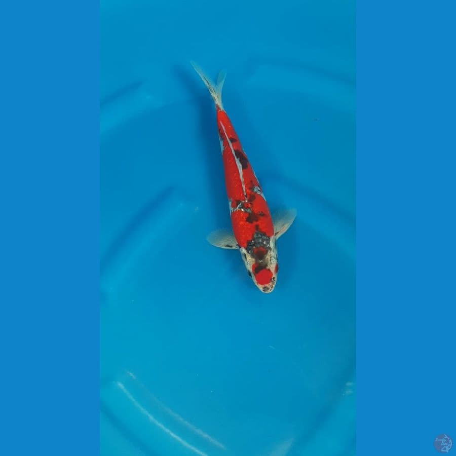 Maruten Kuro Ghosiki - 28cm/m⁶