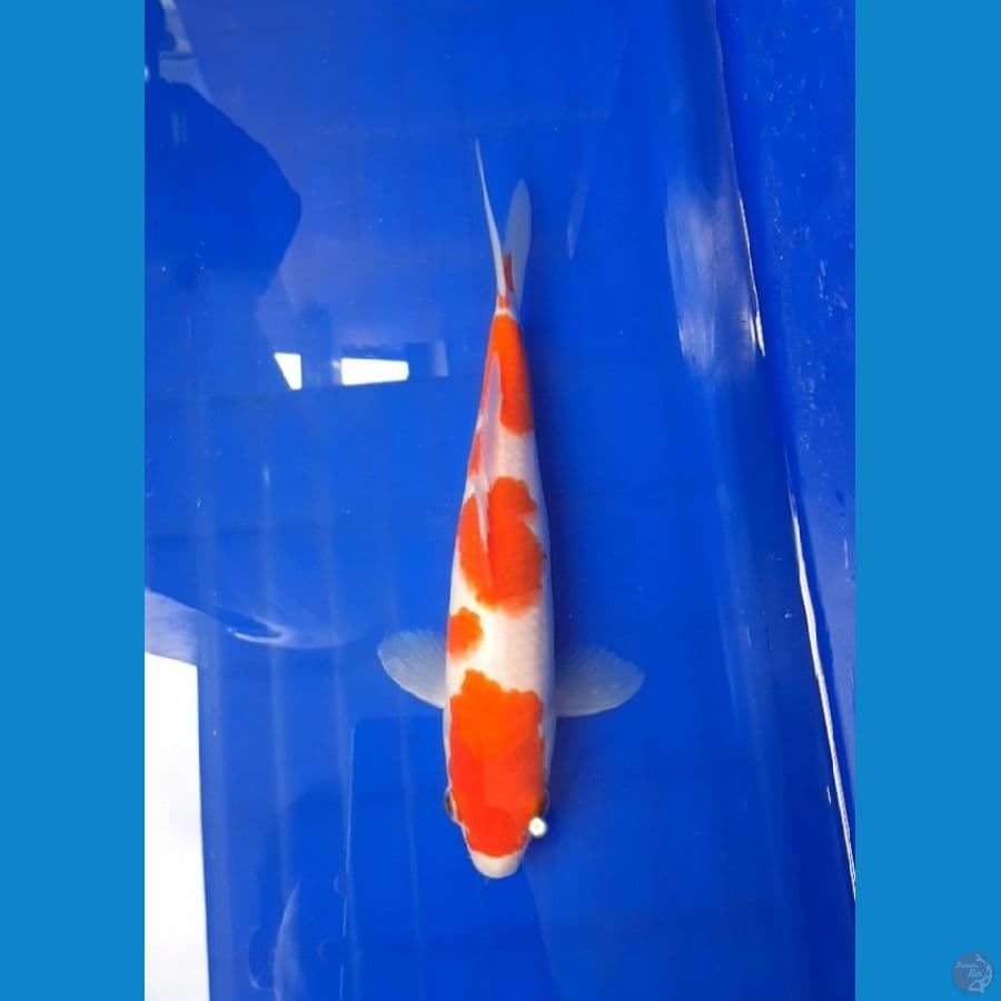 Kohaku 25cm